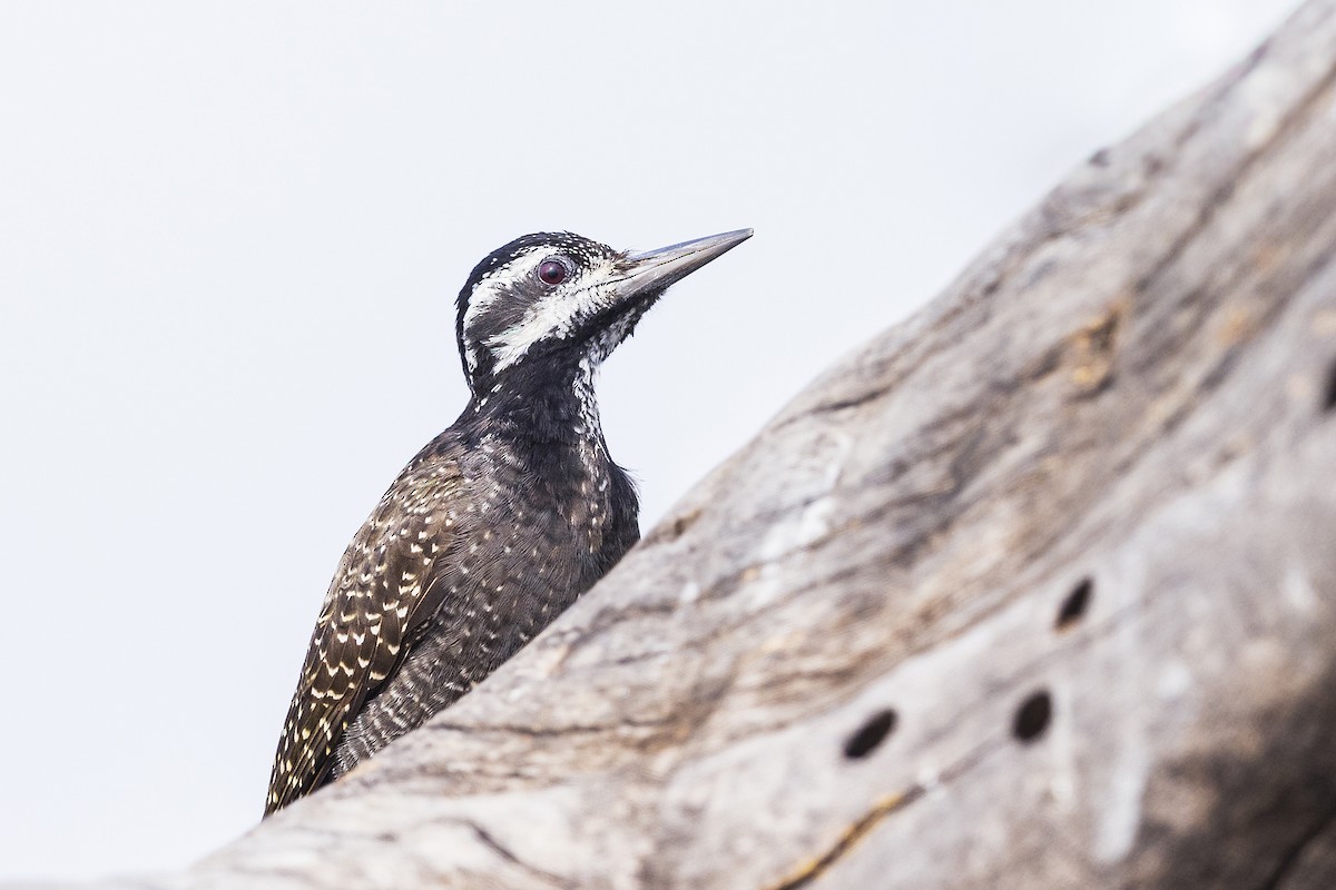 Bearded Woodpecker - ML641152868