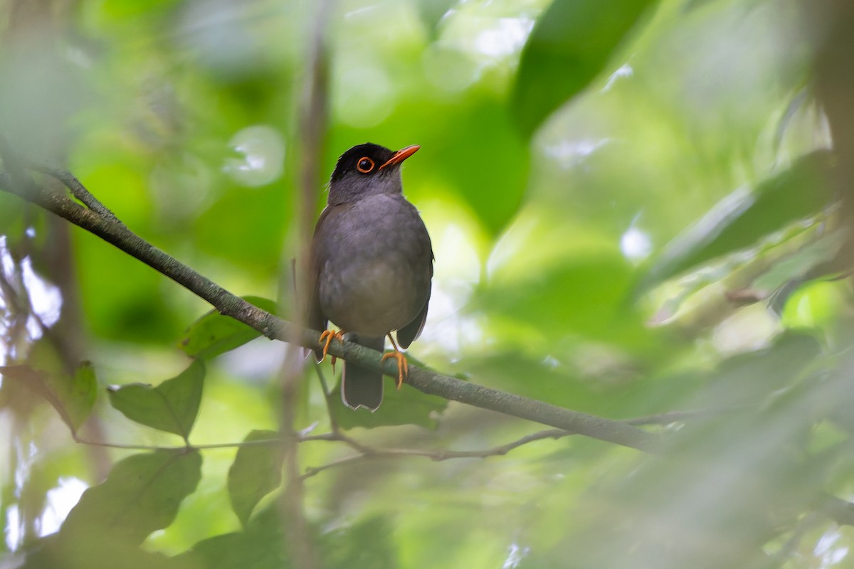 Black-headed Nightingale-Thrush - ML641152884