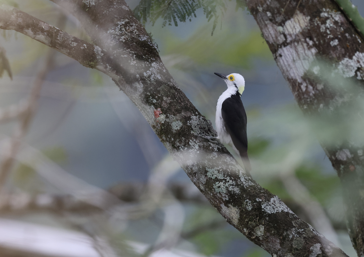 White Woodpecker - ML641152908