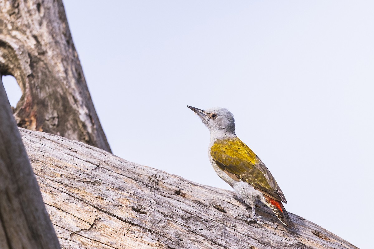 Mountain Gray Woodpecker - ML641152929