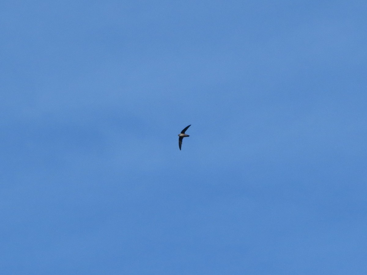 Chimney Swift - ML641152931