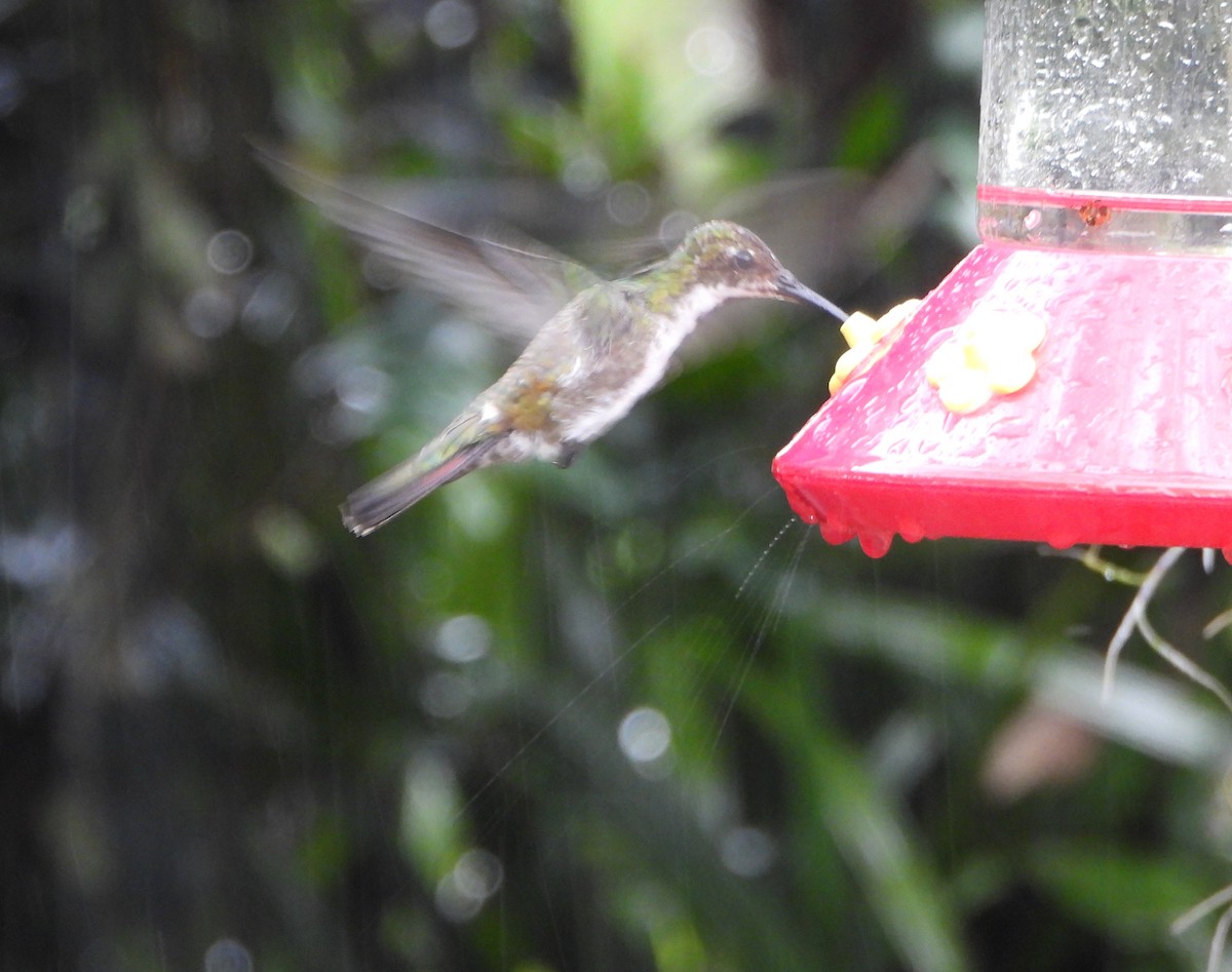 Black-throated Mango - ML641152953