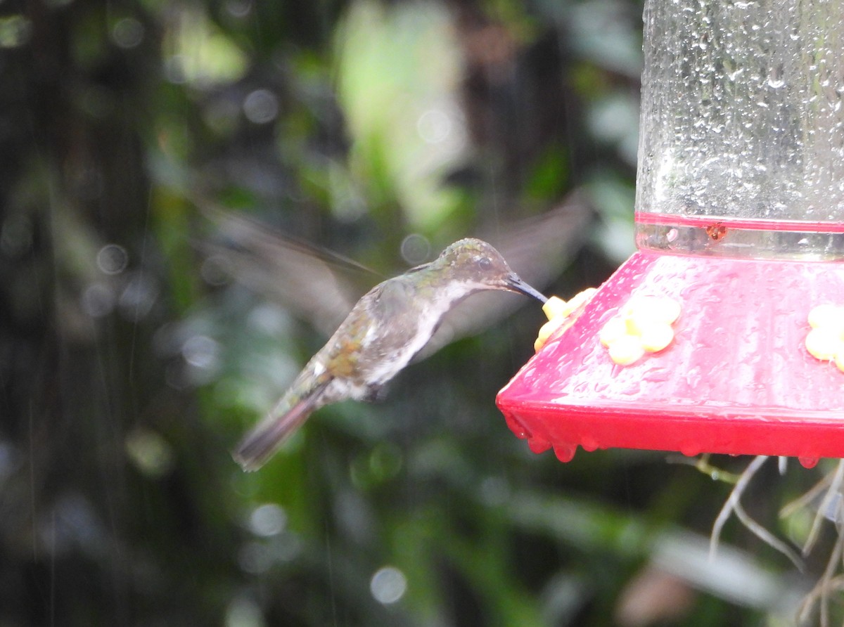 Black-throated Mango - ML641152954