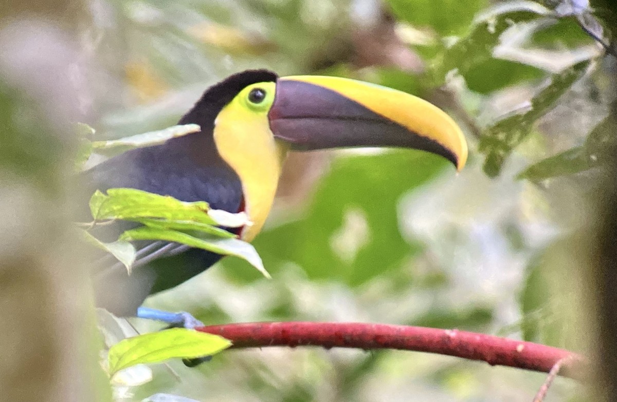 Yellow-throated Toucan (Chestnut-mandibled) - ML641152956