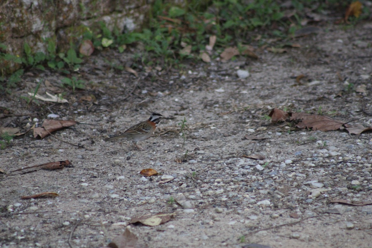 Rufous-collared Sparrow - ML641152996