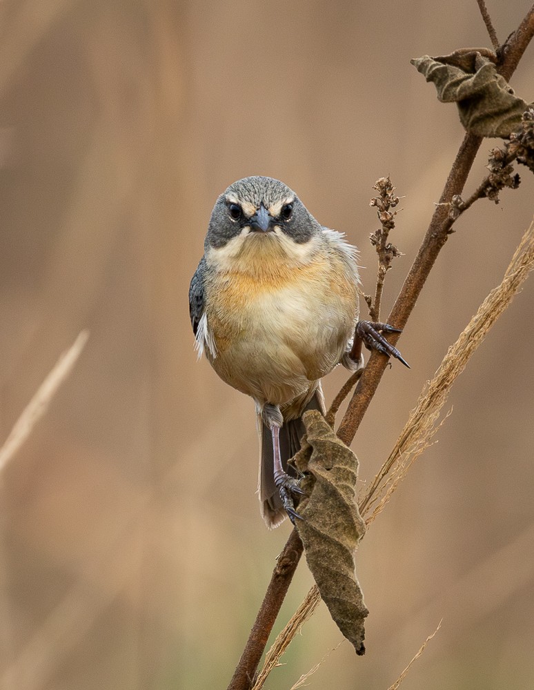 Long-tailed Reed Finch - ML641152998