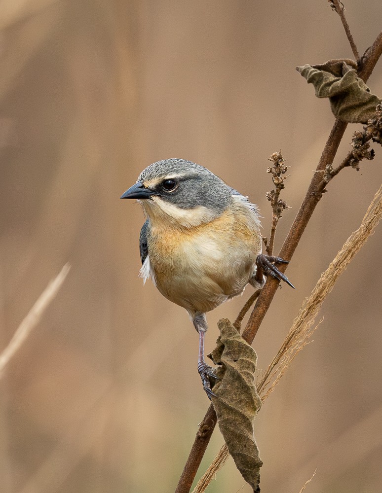 Long-tailed Reed Finch - ML641152999