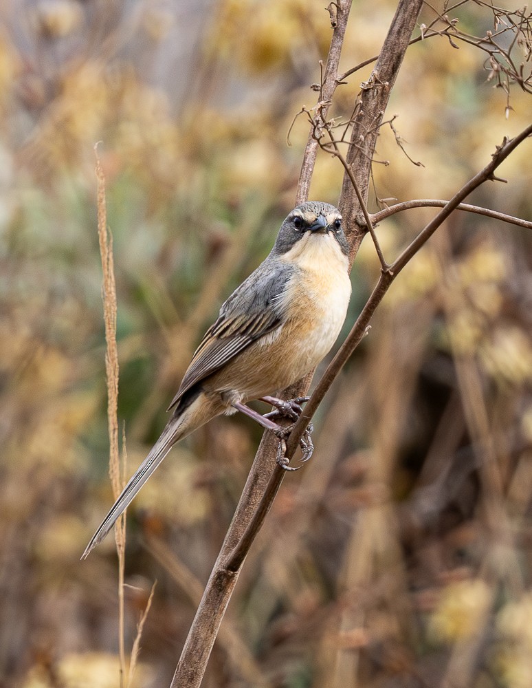 Long-tailed Reed Finch - ML641153000