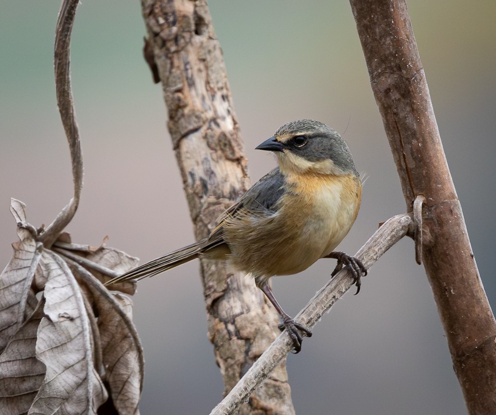 Long-tailed Reed Finch - ML641153001
