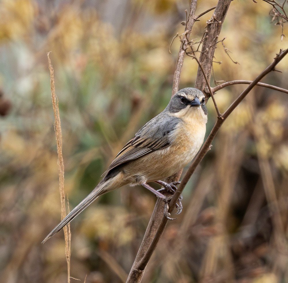 Long-tailed Reed Finch - ML641153002
