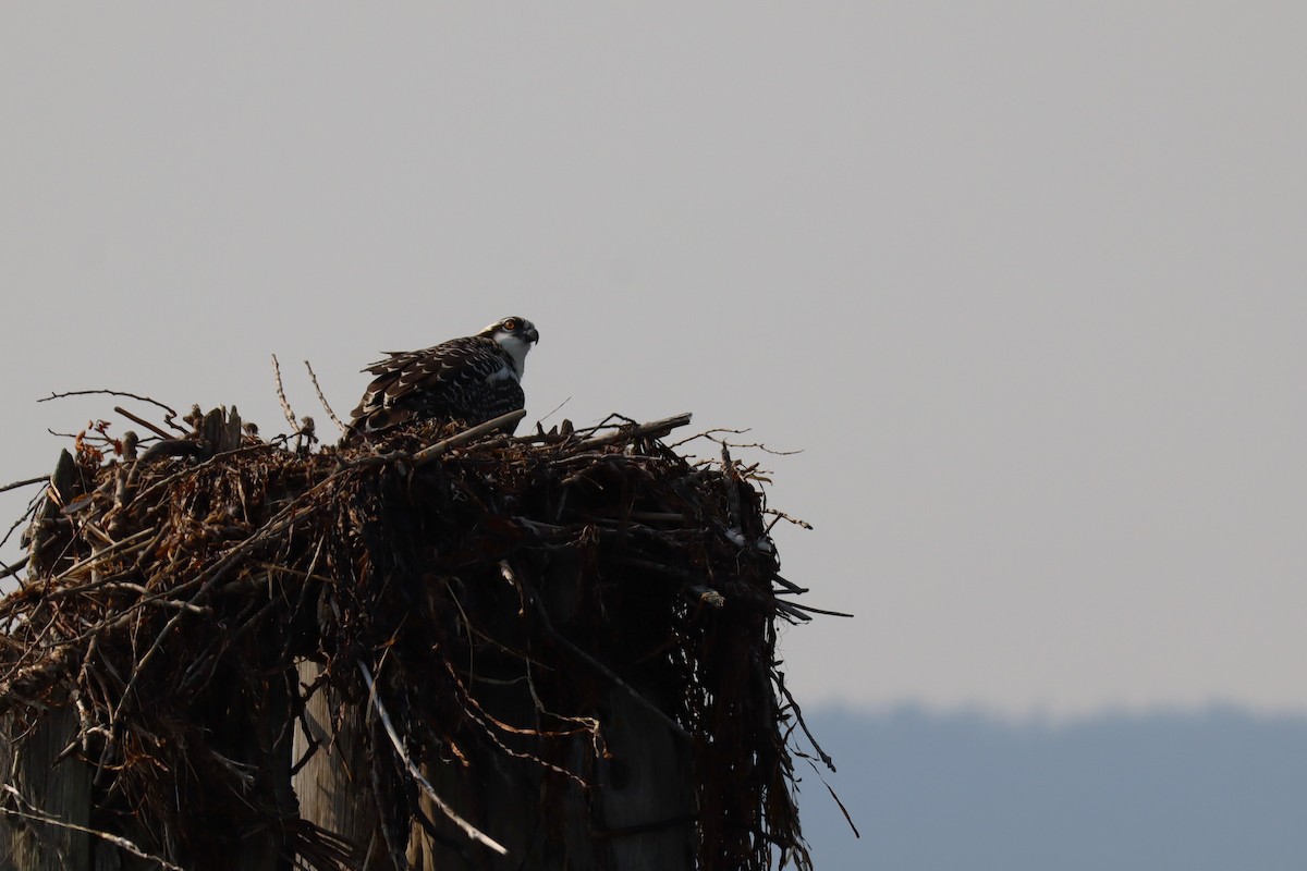 Osprey (American) - ML641153003