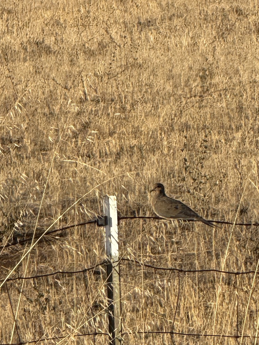 Mourning Dove - ML641153005