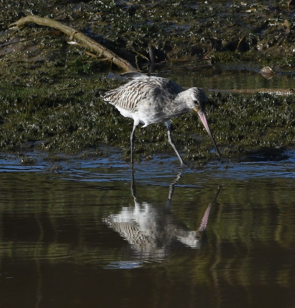 Bar-tailed Godwit - ML641153011