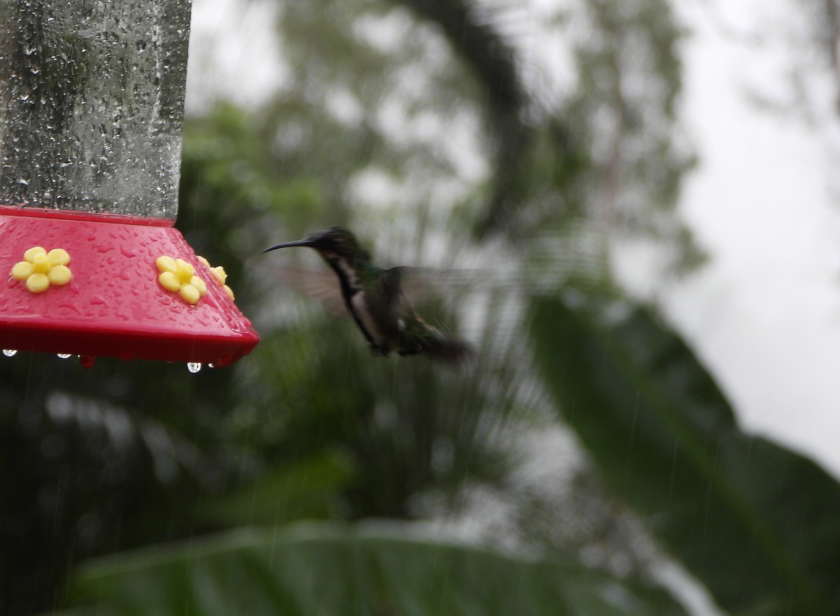 Black-throated Mango - ML641153020