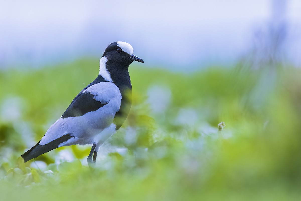 Blacksmith Lapwing - ML641153027