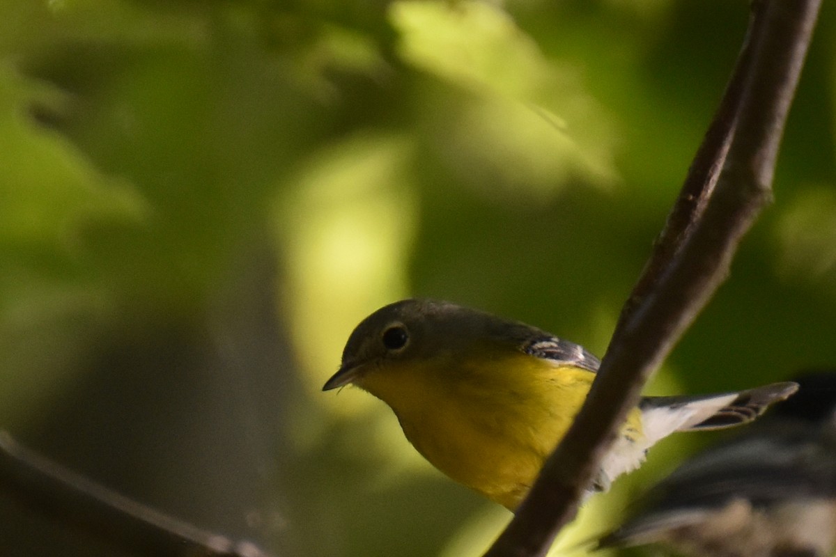 Magnolia Warbler - ML641153032