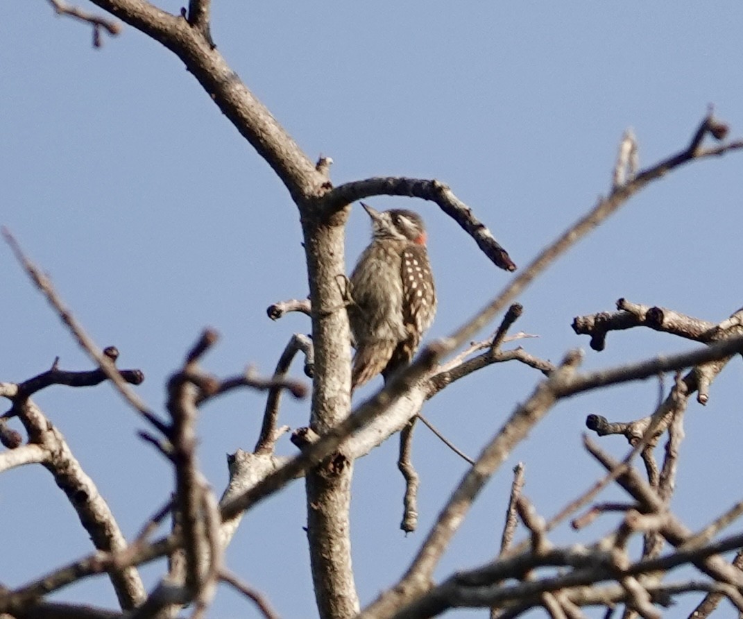 Sulawesi Pygmy Woodpecker - ML641153050