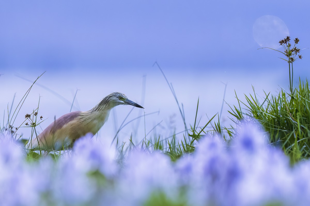 Squacco Heron - ML641153061
