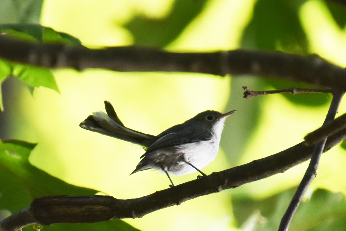 Blue-gray Gnatcatcher - ML641153062