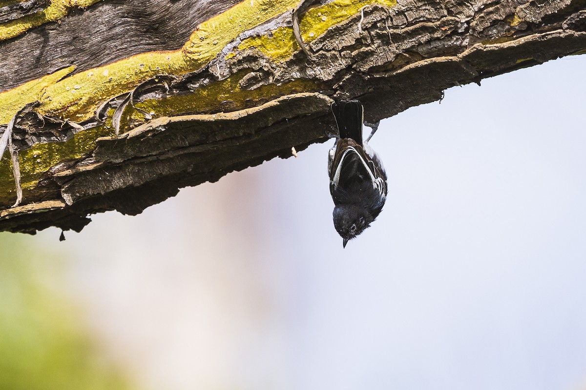 White-bellied Tit - ML641153100