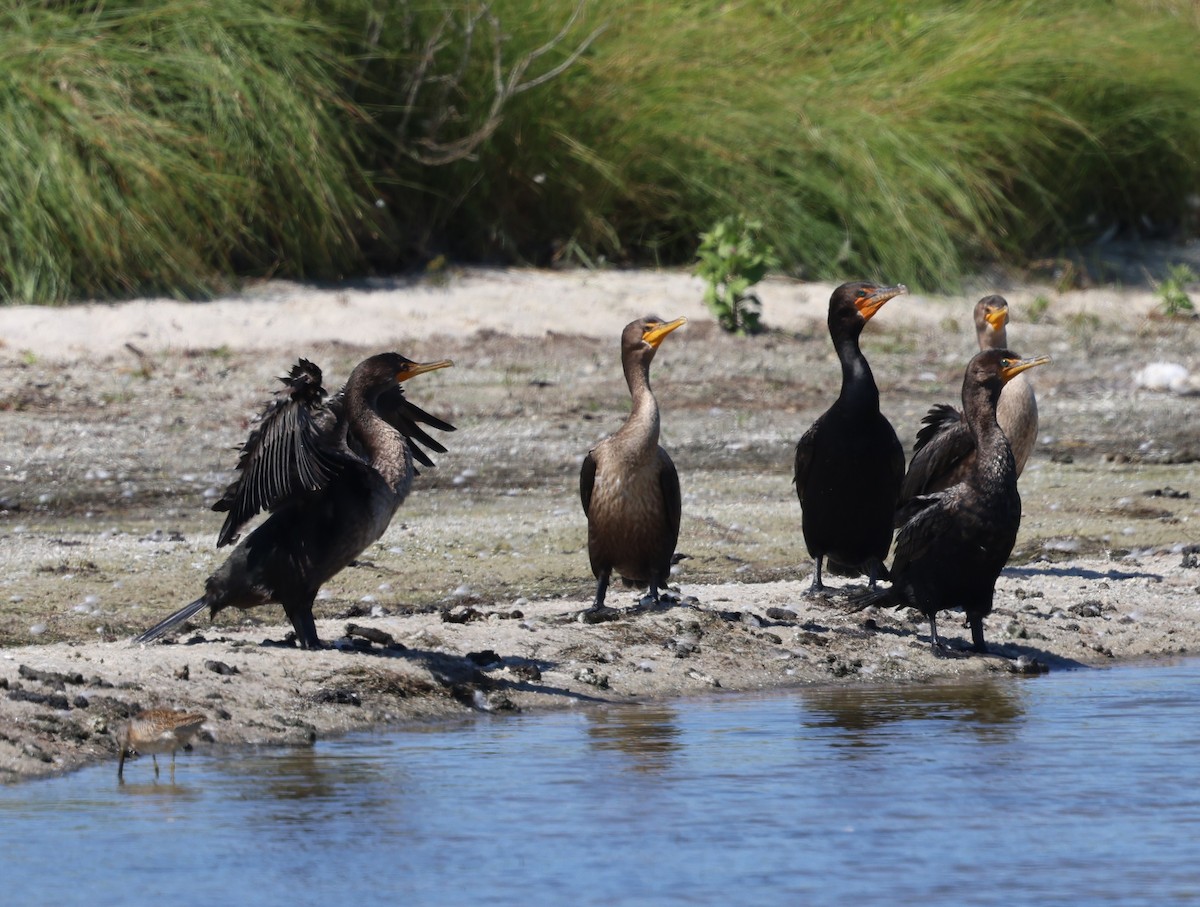 Double-crested Cormorant - ML641153105