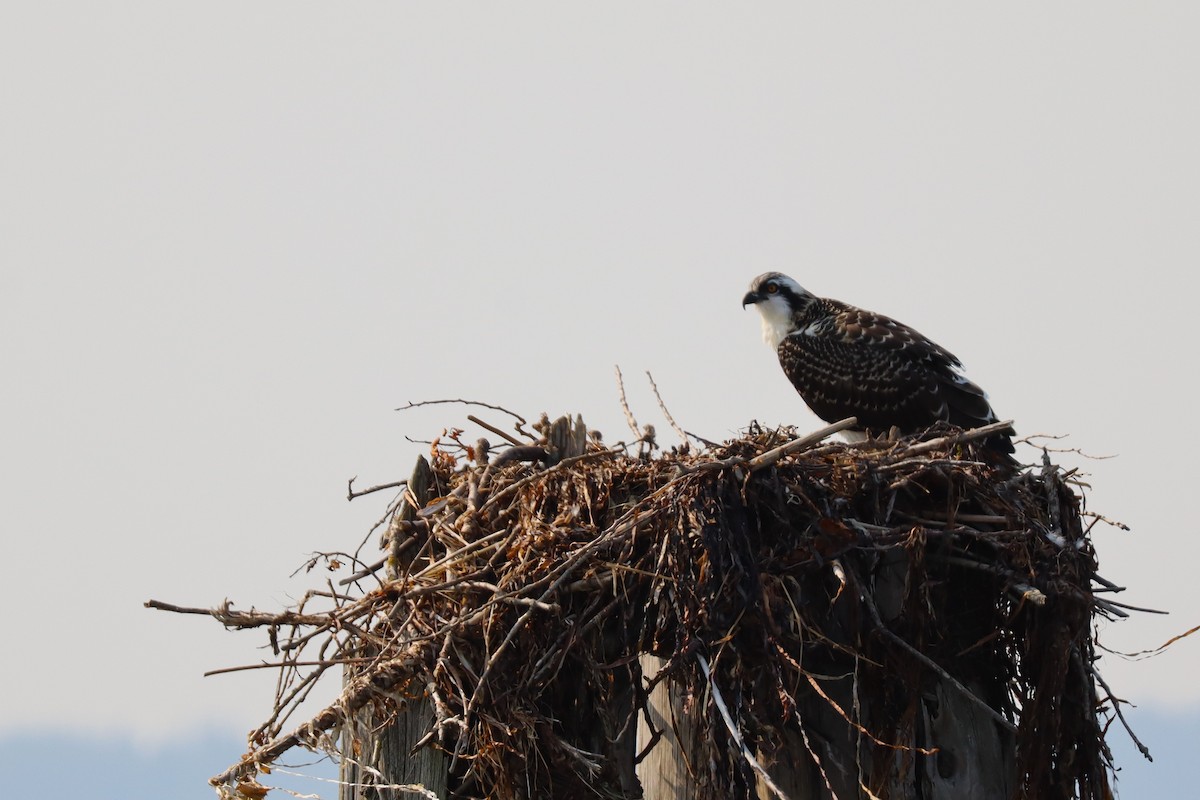Osprey (American) - ML641153112