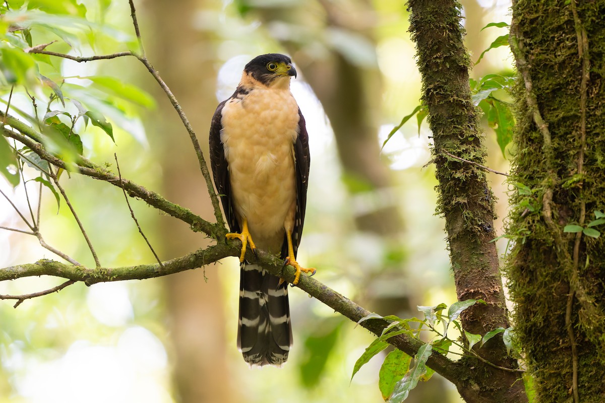 Bicolored Hawk - ML641153120