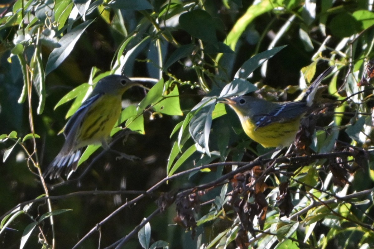 Magnolia Warbler - ML641153143