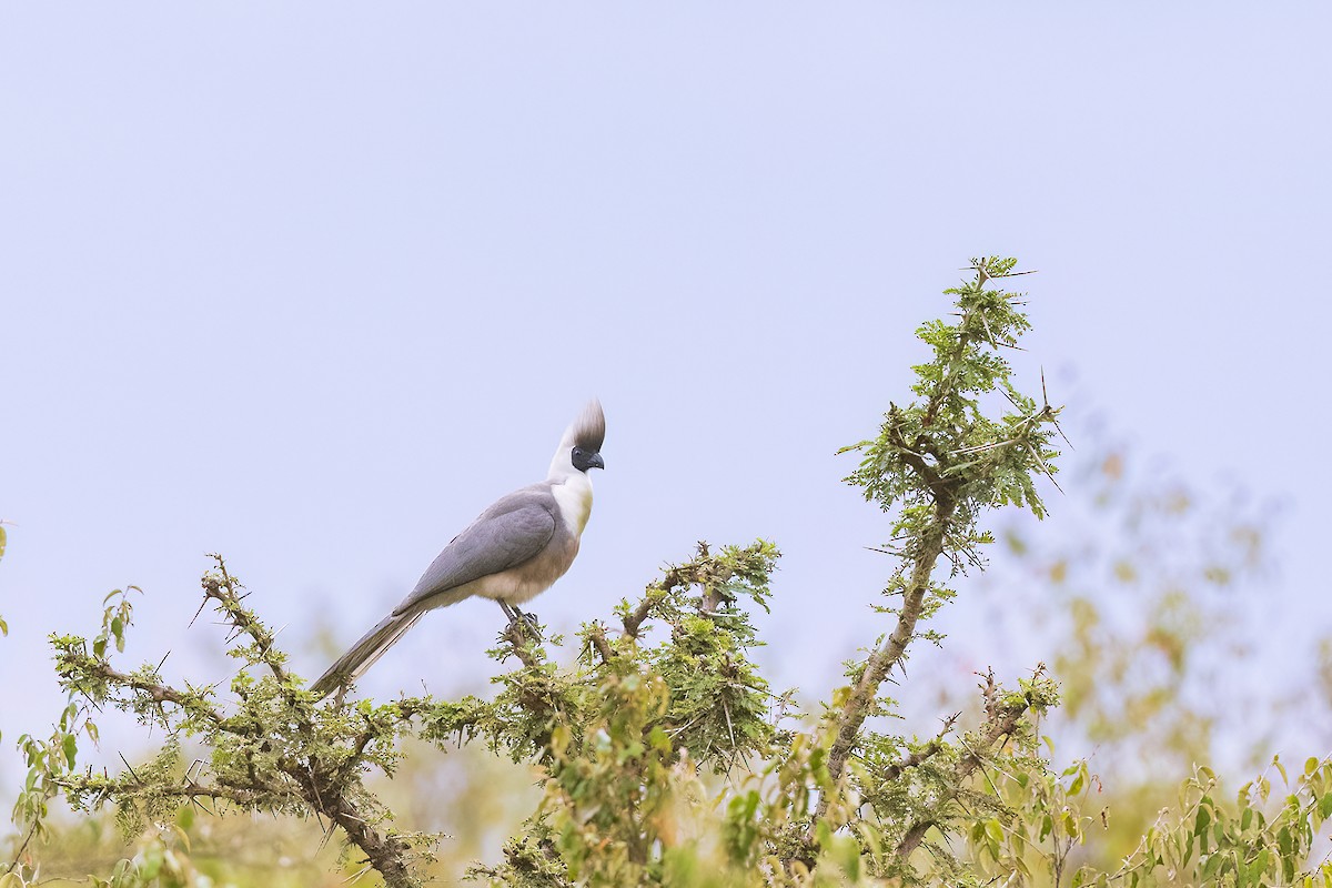 Bare-faced Go-away-bird - ML641153151