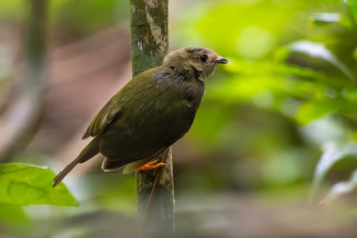 Long-tailed Manakin - ML641153155