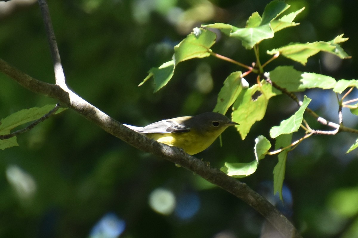 Magnolia Warbler - ML641153179
