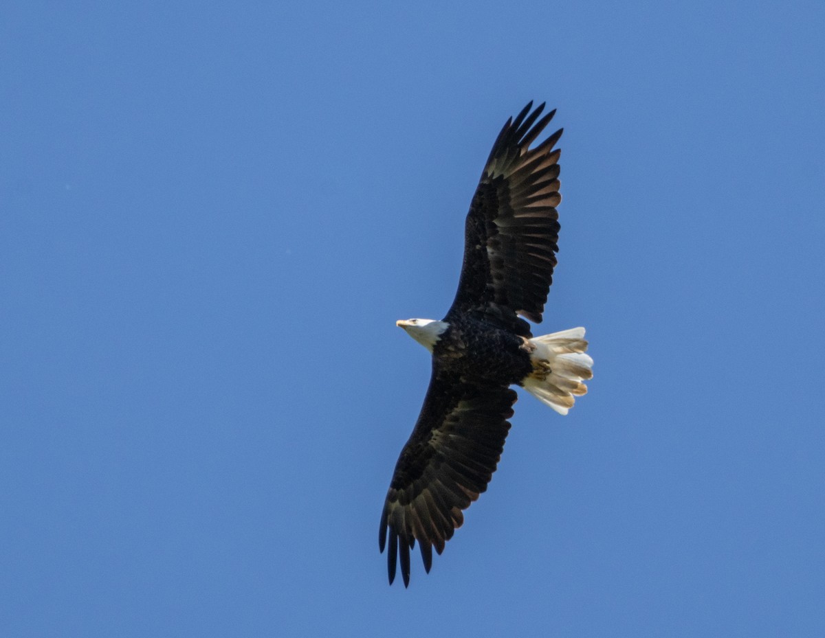 Bald Eagle - ML641153218