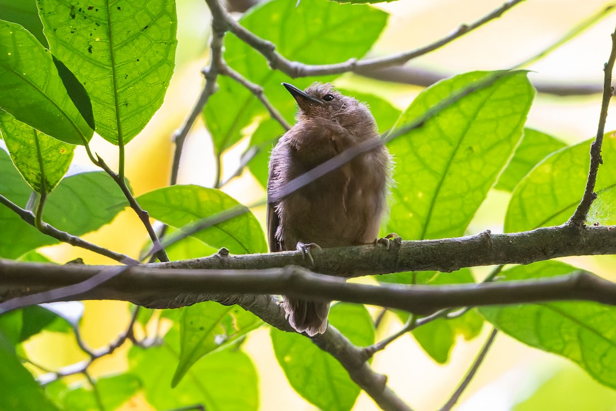 Slaty Antwren - ML641153219