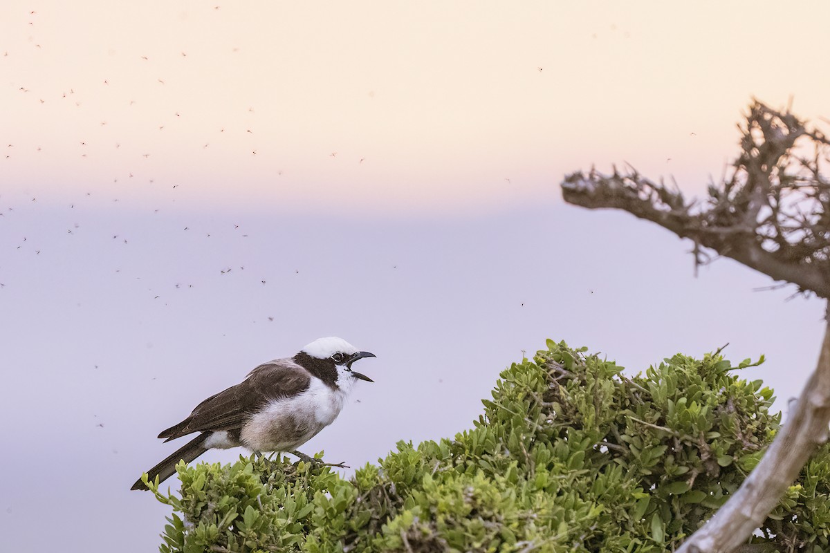 White-rumped Shrike - ML641153220