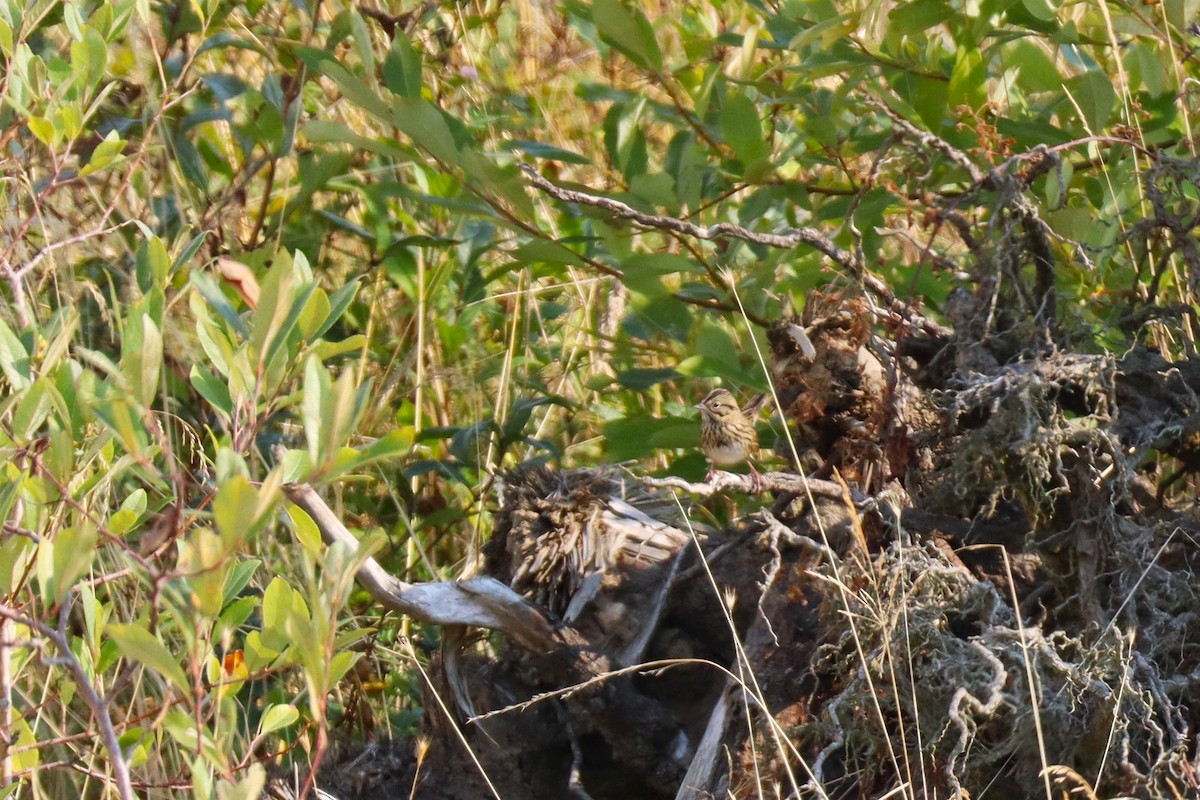 Lincoln's Sparrow - ML641153222