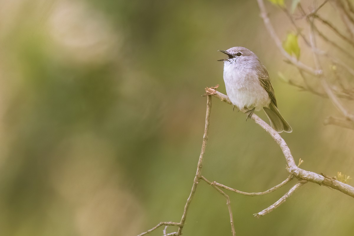 African Gray Flycatcher - ML641153251
