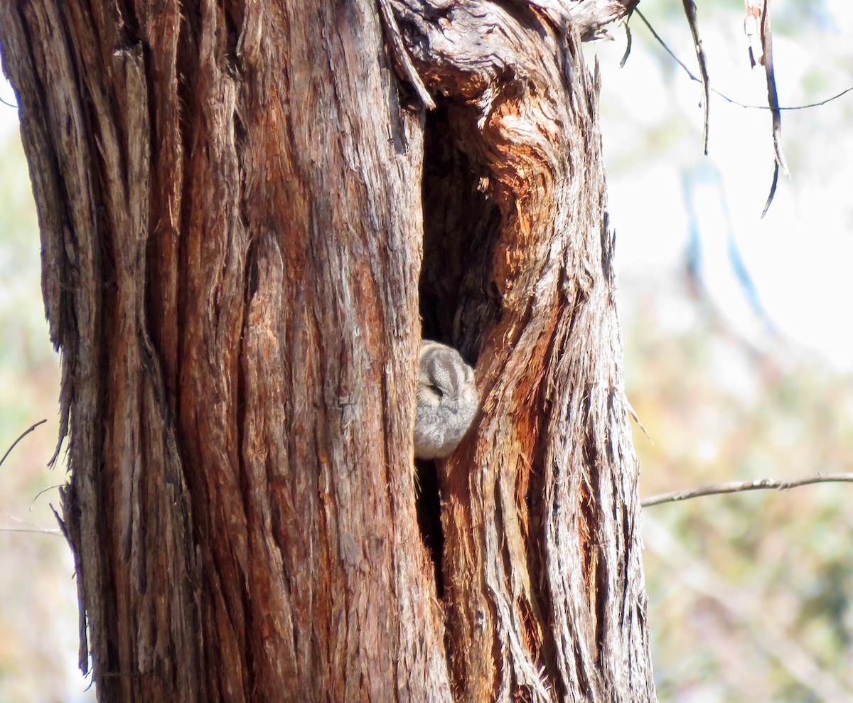 Australian Owlet-nightjar - ML641153287