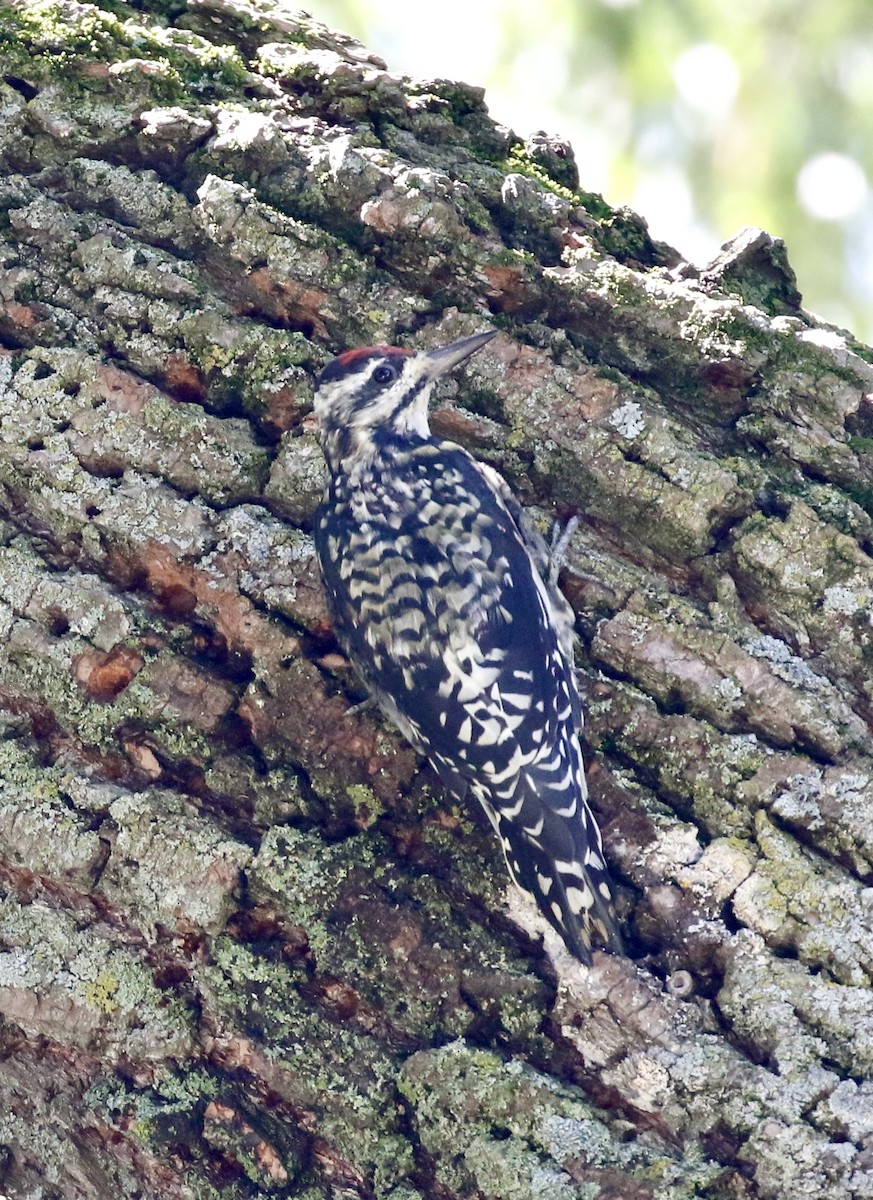 Yellow-bellied Sapsucker - ML641153289