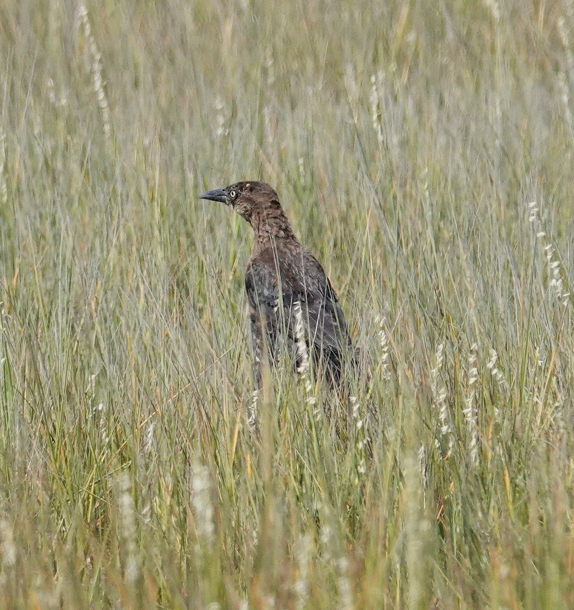Boat-tailed Grackle - ML641153293