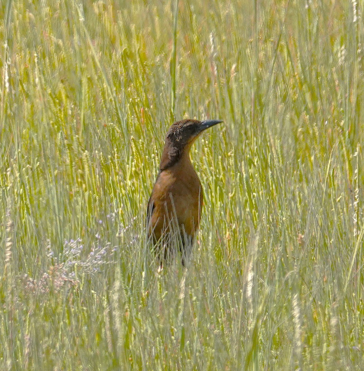 Boat-tailed Grackle - ML641153294