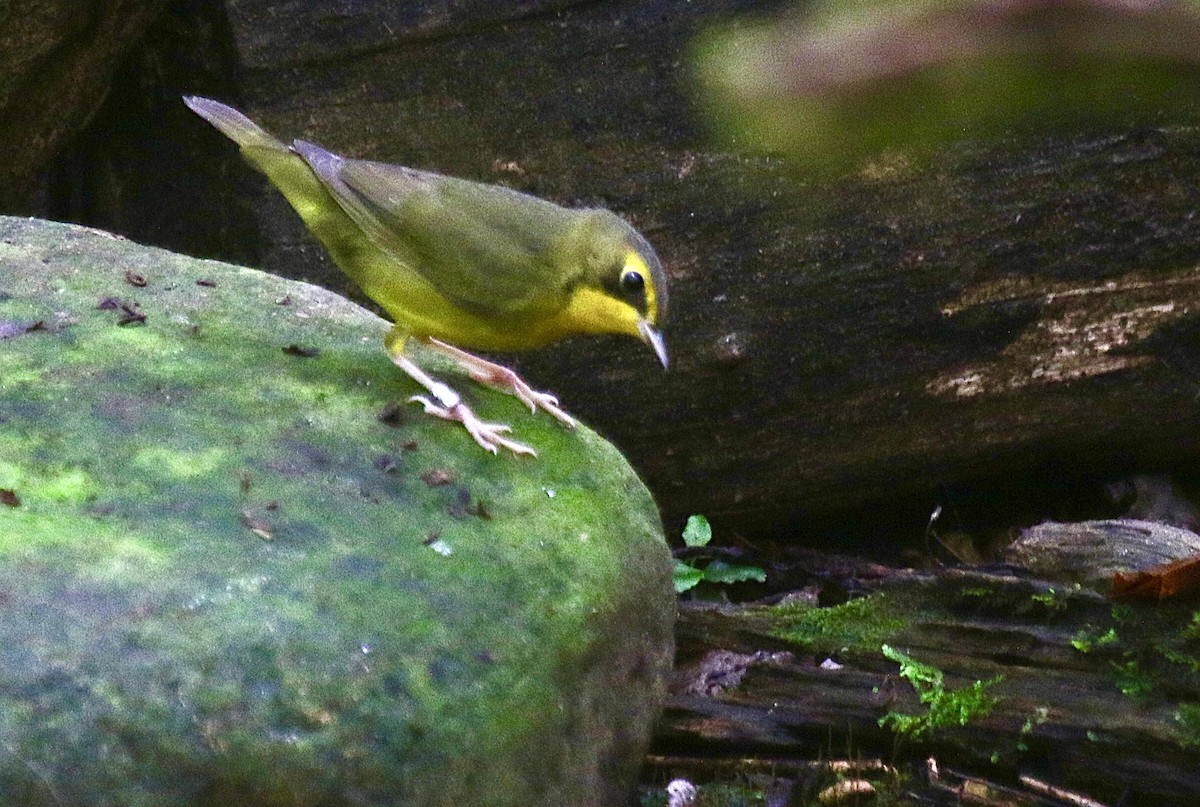 Kentucky Warbler - ML641153322