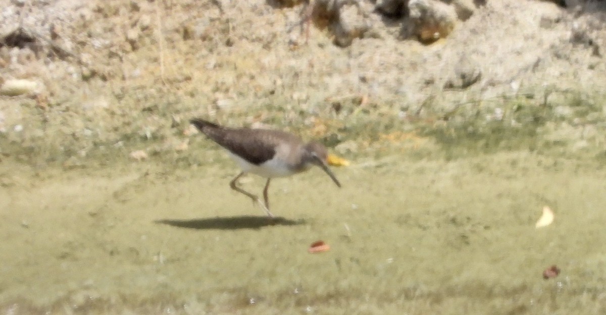 Solitary Sandpiper - ML641153326