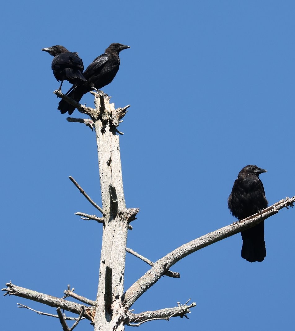 American Crow - ML641153328