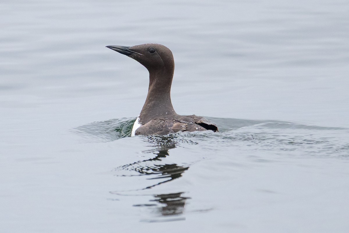 Common Murre - ML641153345