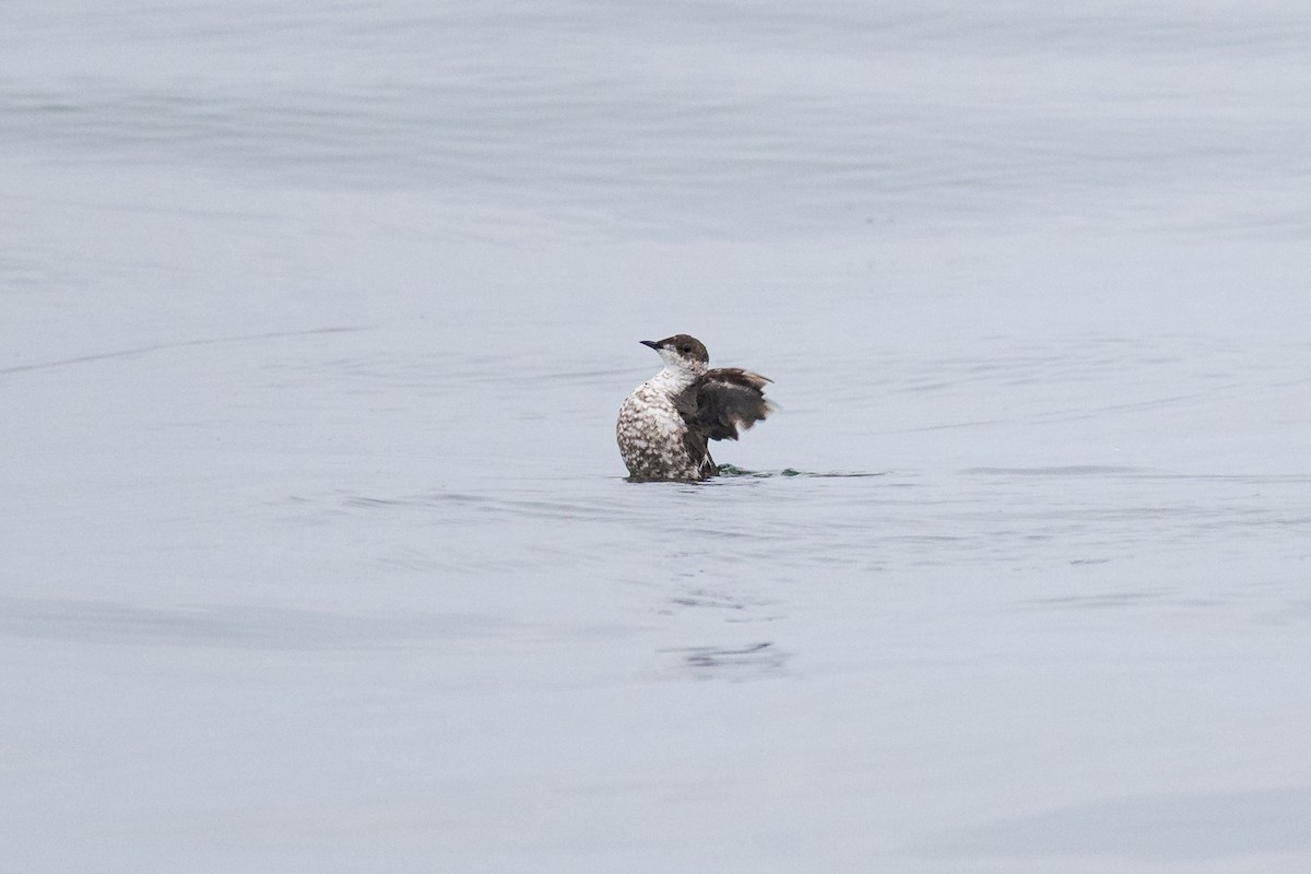 Marbled Murrelet - ML641153363