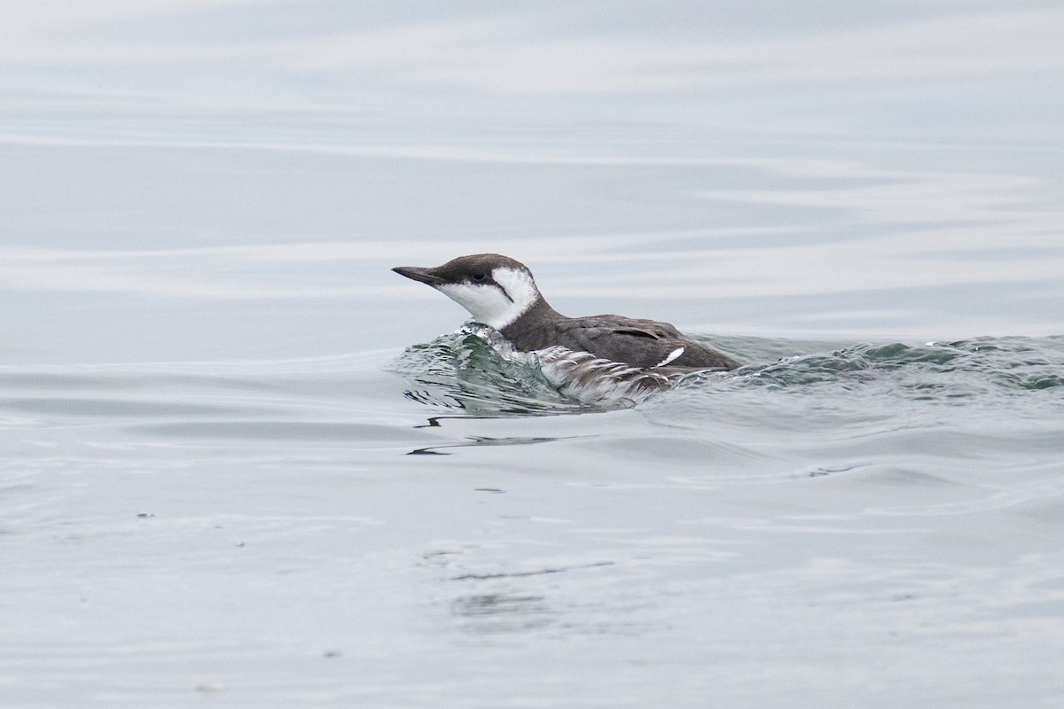 Common Murre - ML641153365