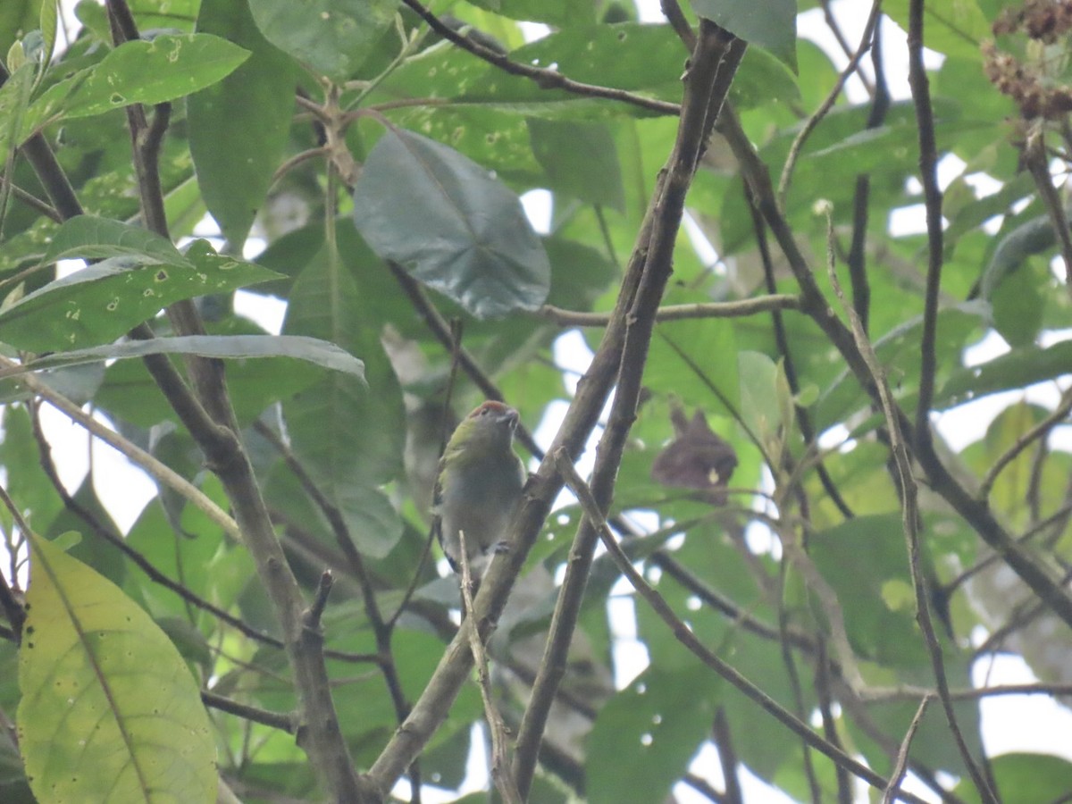 Black-billed Peppershrike - ML641153374