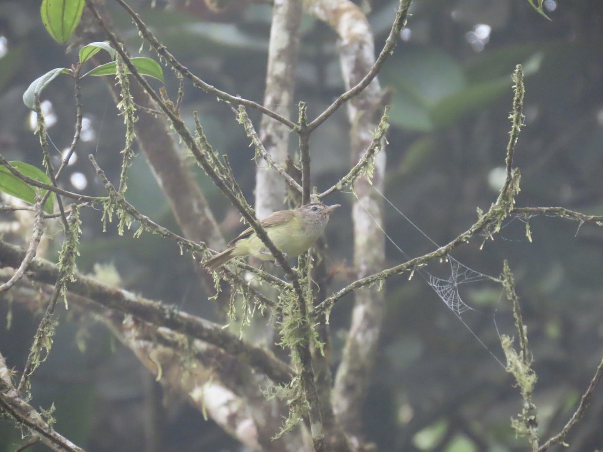 brunkronevireo - ML641153385