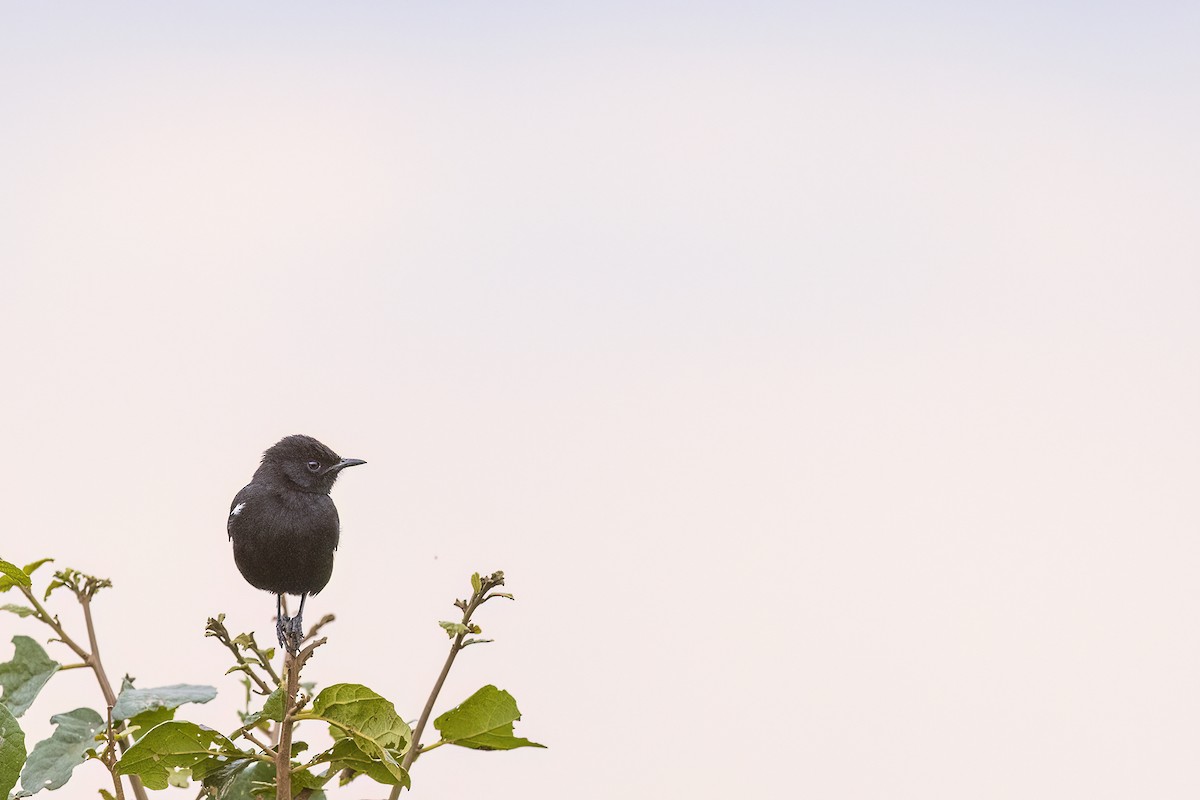 Sooty Chat - ML641153411