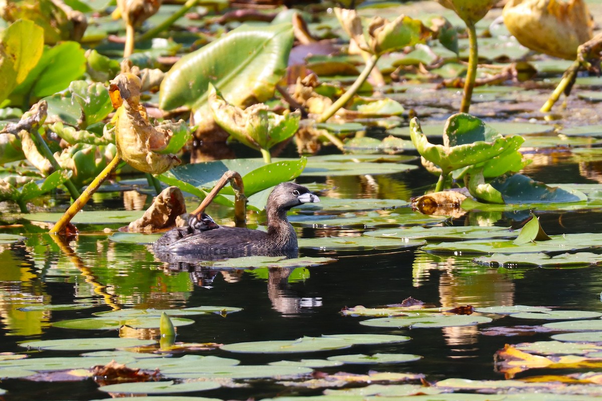 Pied-billed Grebe - ML641153416